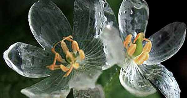 あなたが一番好きな花！