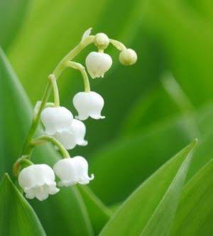 あなたが一番好きな花！