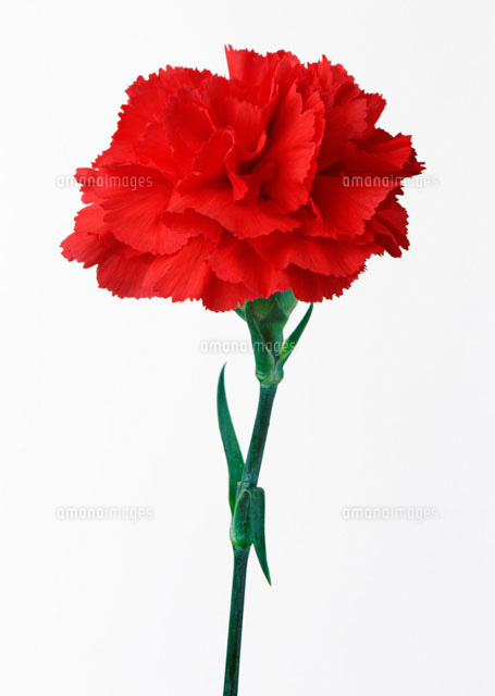 あなたが一番好きな花！