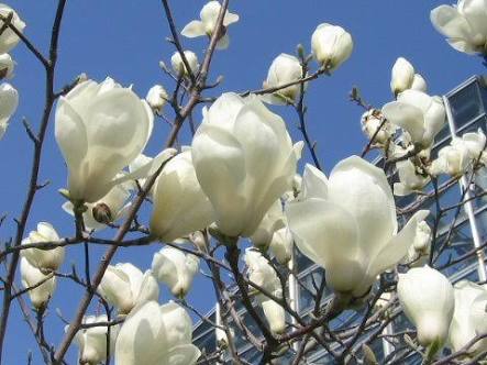 あなたが一番好きな花！