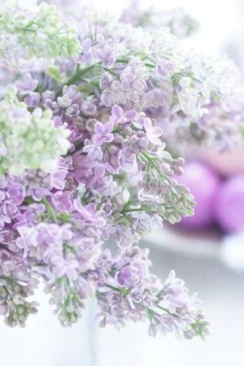 あなたが一番好きな花！