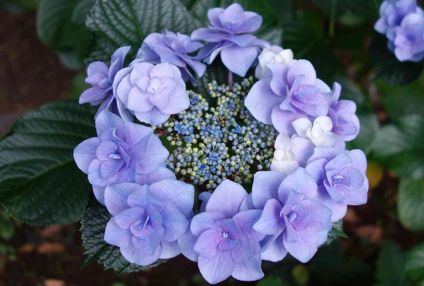 あなたが一番好きな花！