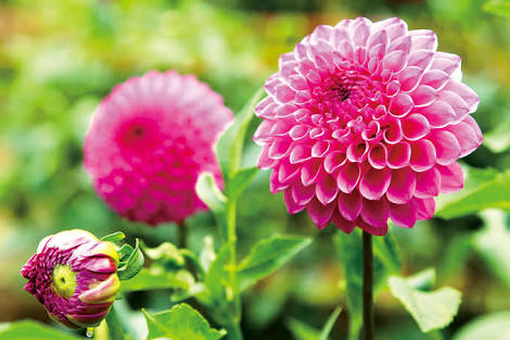 あなたが一番好きな花！