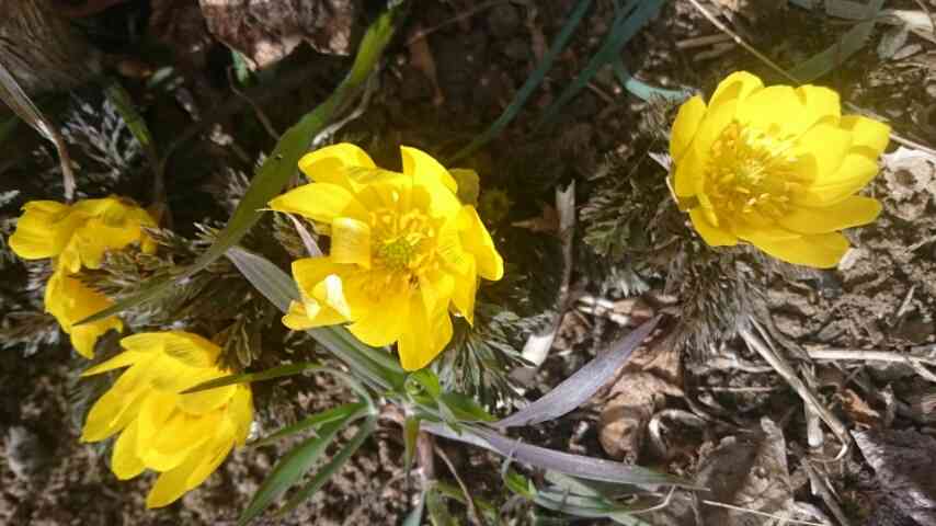 あなたが一番好きな花！