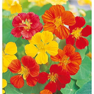 あなたが一番好きな花！