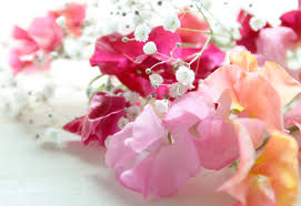 あなたが一番好きな花！