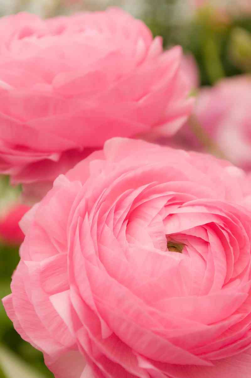 あなたが一番好きな花！