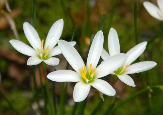 あなたが一番好きな花！