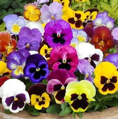 あなたが一番好きな花！