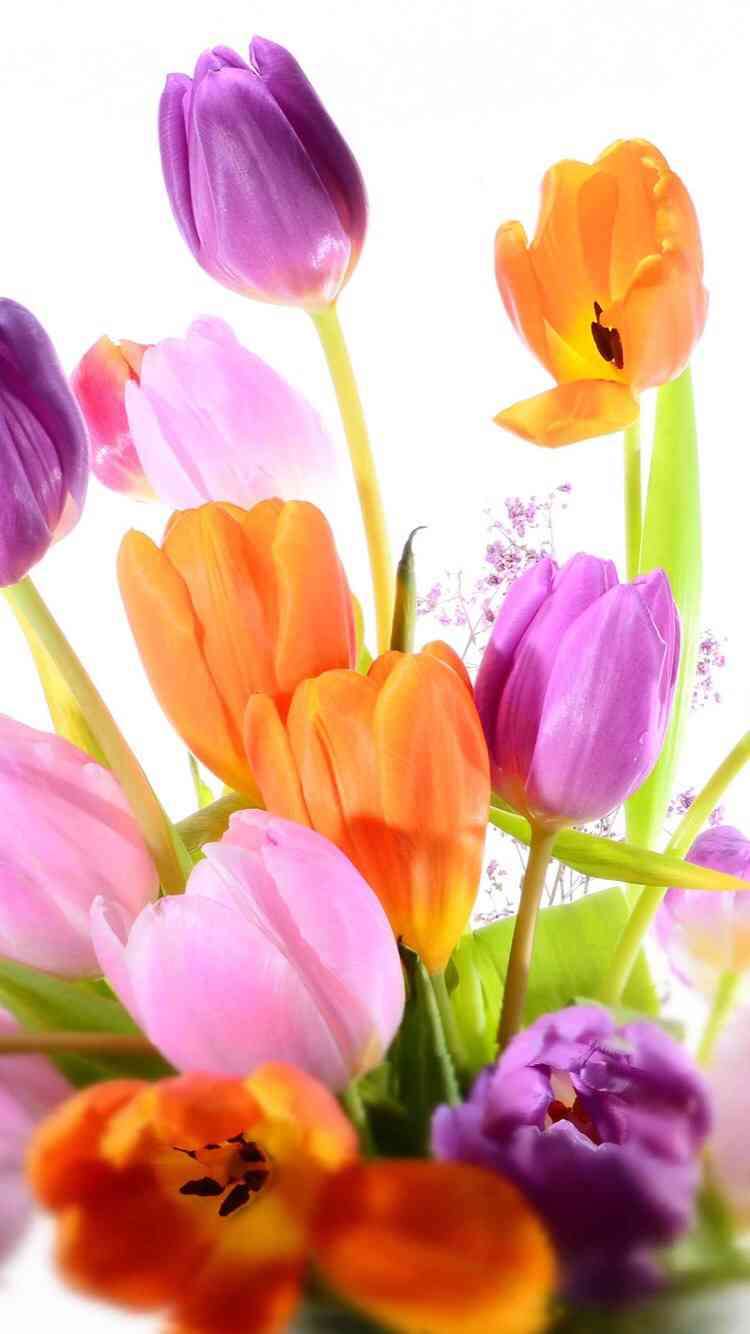 あなたが一番好きな花！