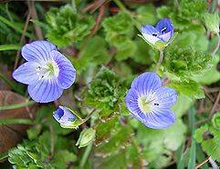 あなたが一番好きな花！