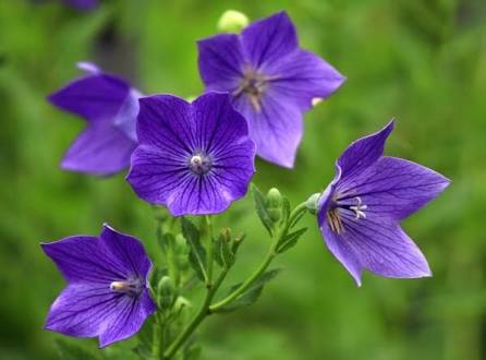 あなたが一番好きな花！