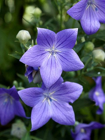 あなたが一番好きな花！