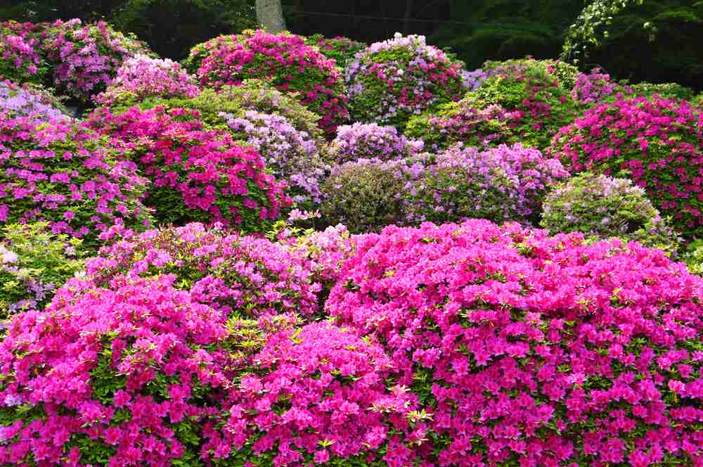あなたが一番好きな花！