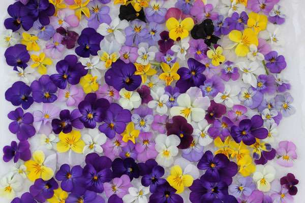 あなたが一番好きな花！