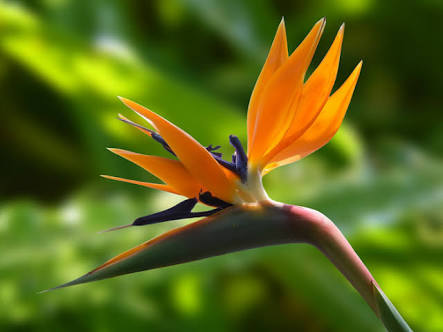 あなたが一番好きな花！