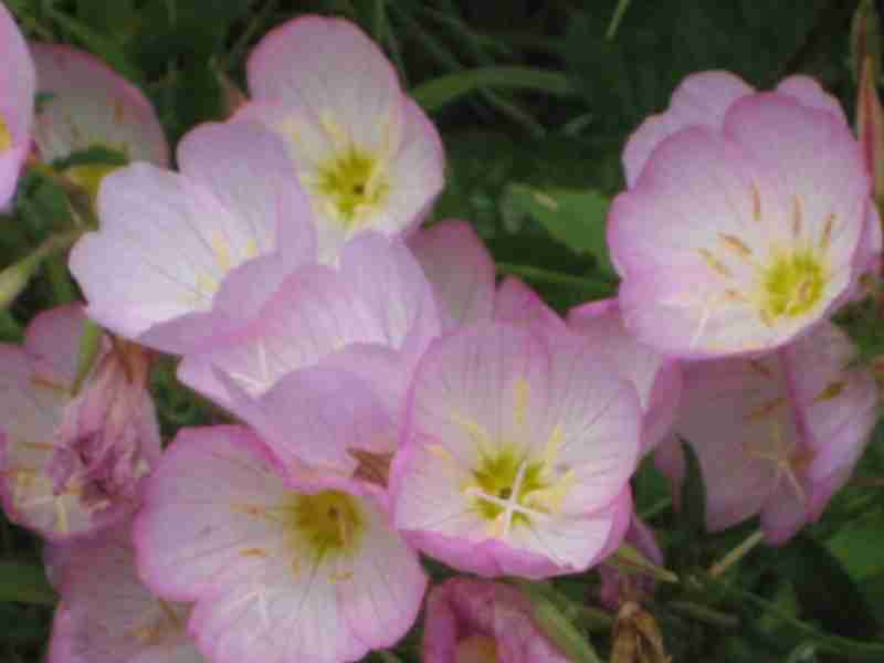 あなたが一番好きな花！