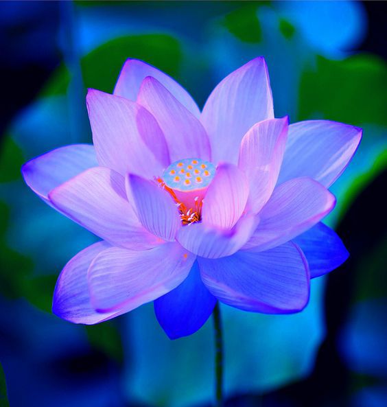 あなたが一番好きな花！