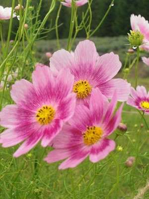 あなたが一番好きな花！