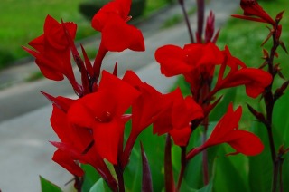 あなたが一番好きな花！