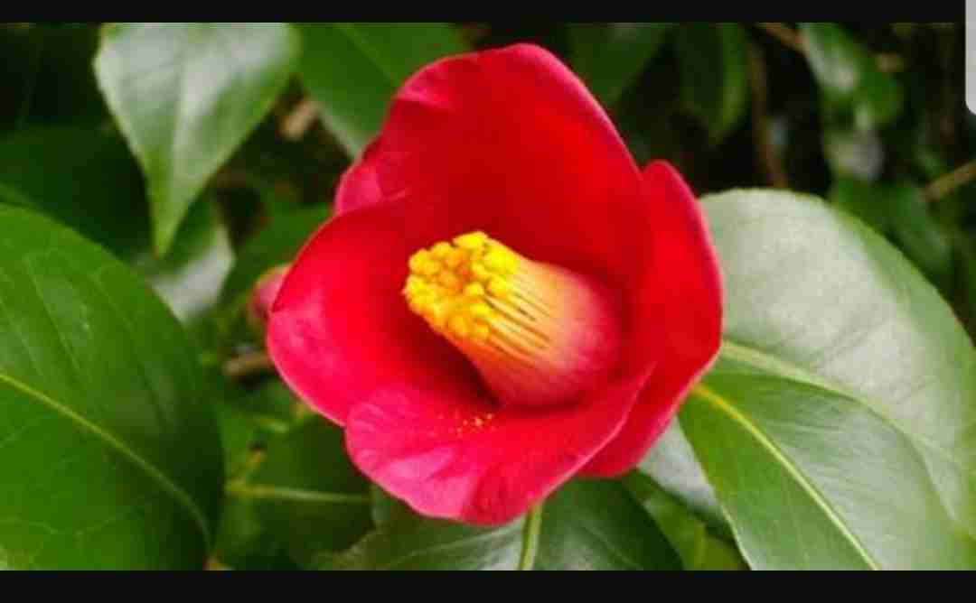 あなたが一番好きな花！
