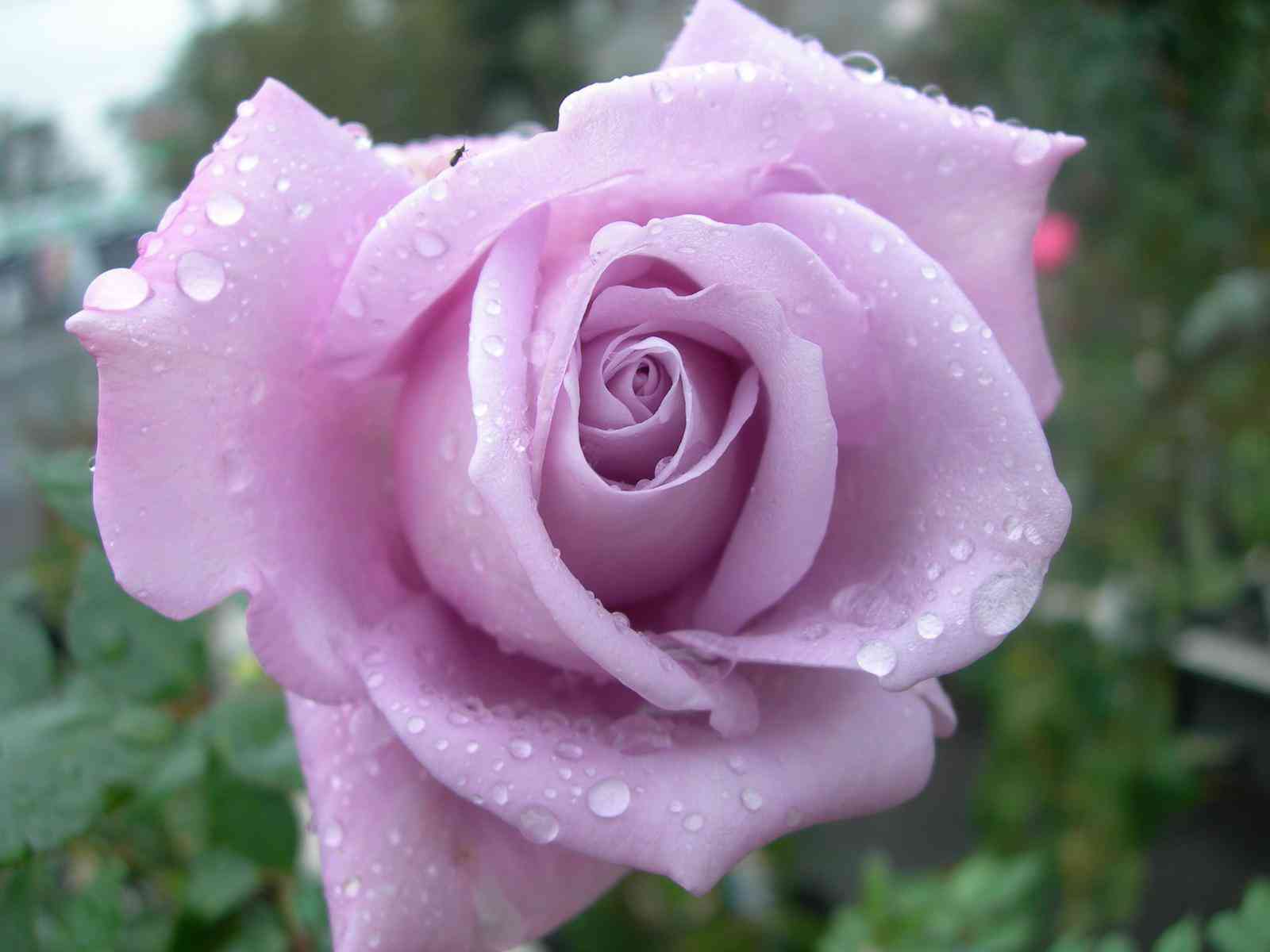 あなたが一番好きな花！