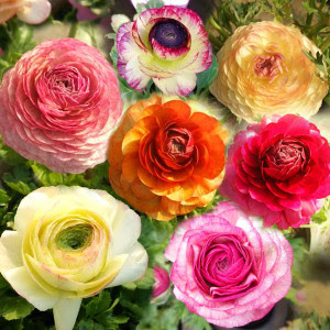 あなたが一番好きな花！