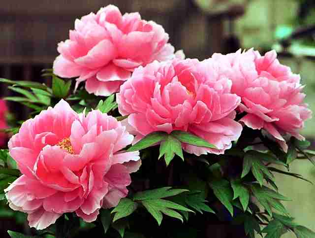 あなたが一番好きな花！