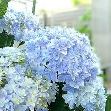 あなたが一番好きな花！