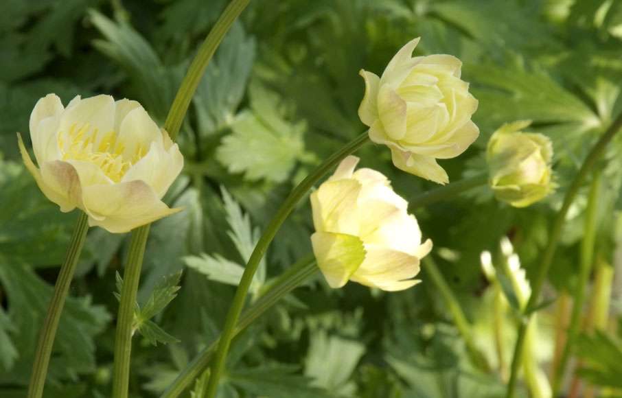 あなたが一番好きな花！