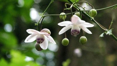 あなたが一番好きな花！
