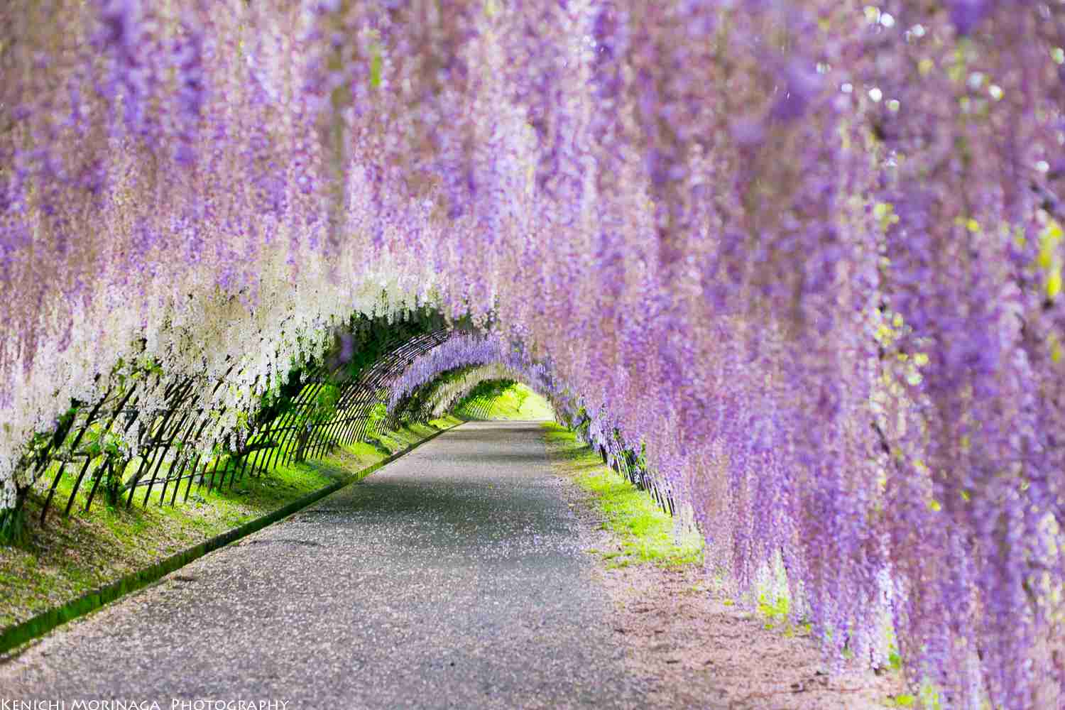 あなたが一番好きな花！