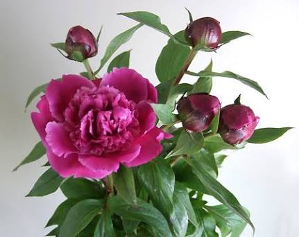 あなたが一番好きな花！