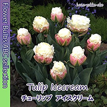 あなたが一番好きな花！