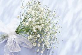 あなたが一番好きな花！
