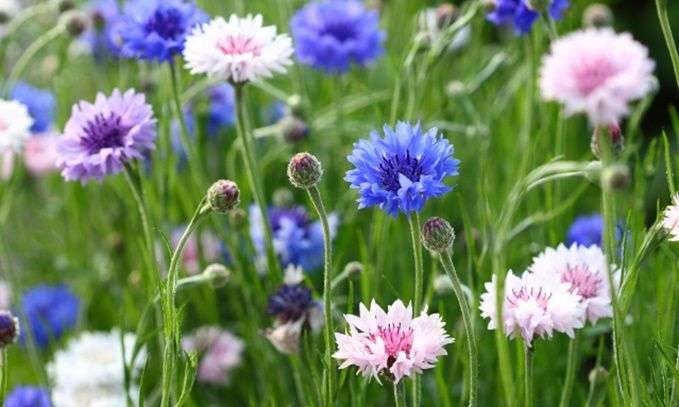 あなたが一番好きな花！