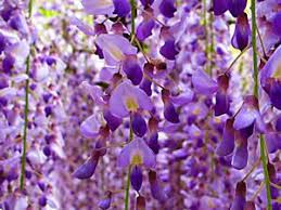 あなたが一番好きな花！