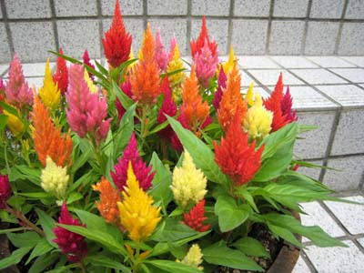 あなたが一番好きな花！