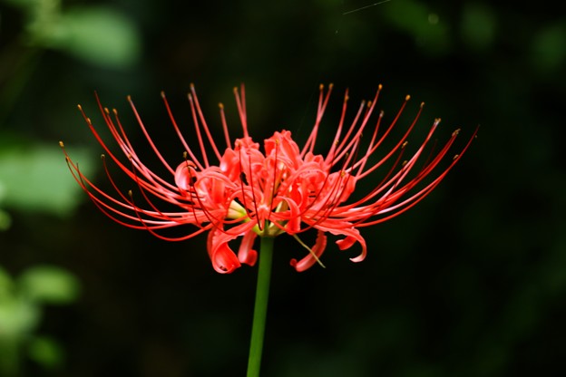 あなたが一番好きな花！