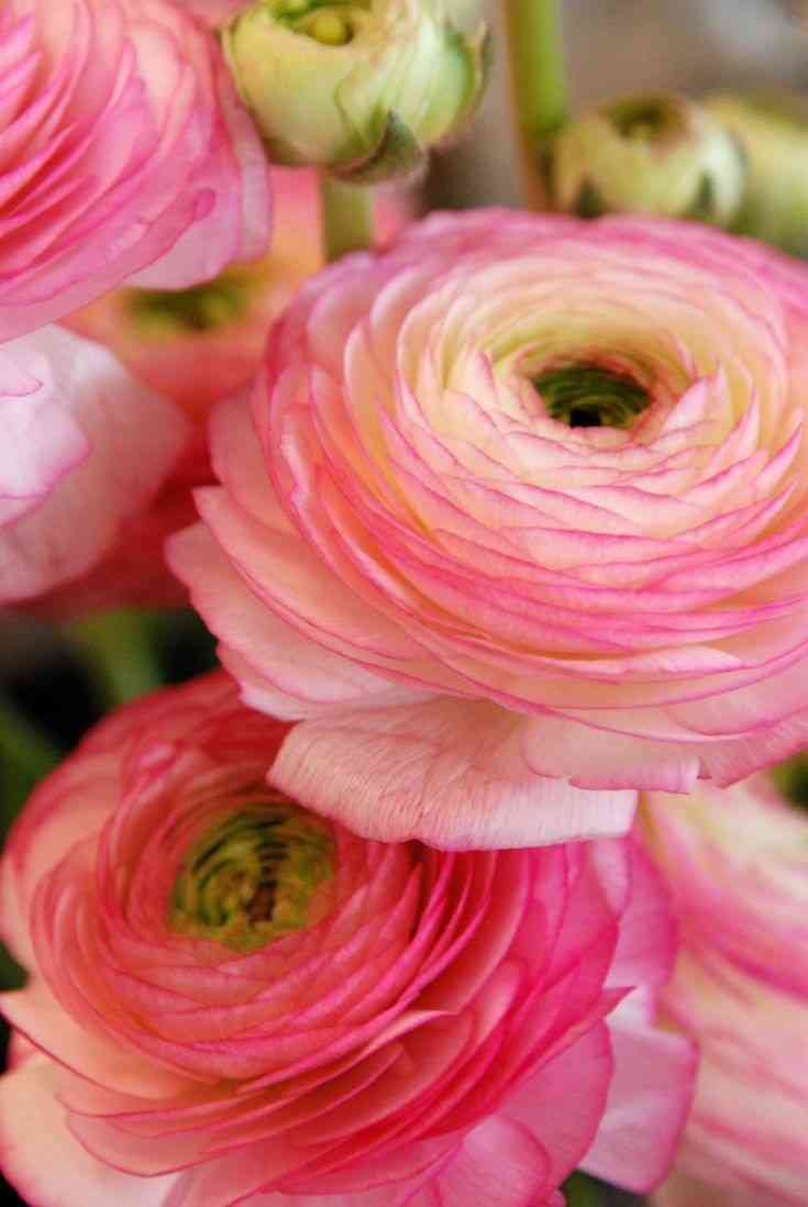 あなたが一番好きな花！