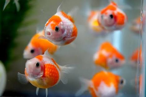 【実況・感想】独占緊急特報!!貴乃花親方105日沈黙破りすべてを語る