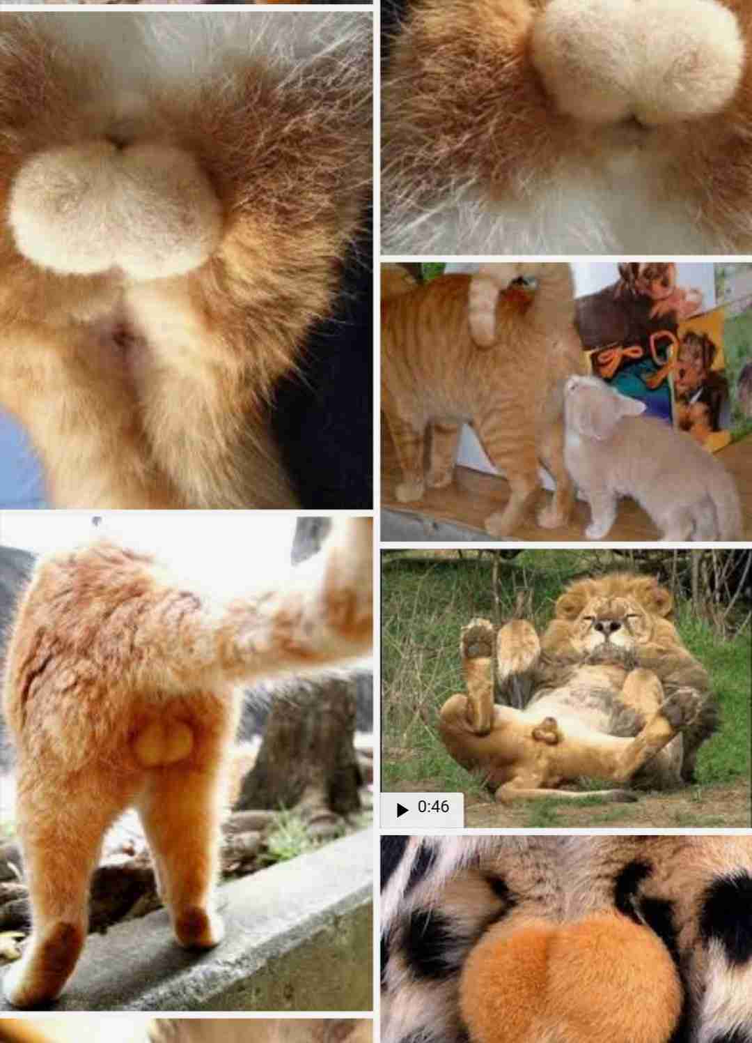 なぜ日本は去勢が刑罰にないのですか？