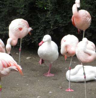 【今の気持ち】画像にセリフを付けて…