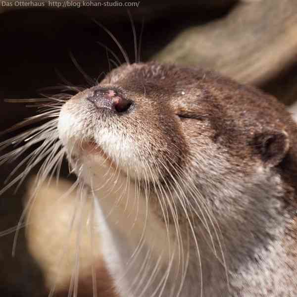 【今の気持ち】画像にセリフを付けて…