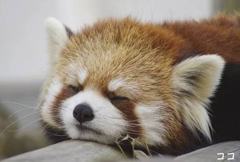 【今の気持ち】画像にセリフを付けて…