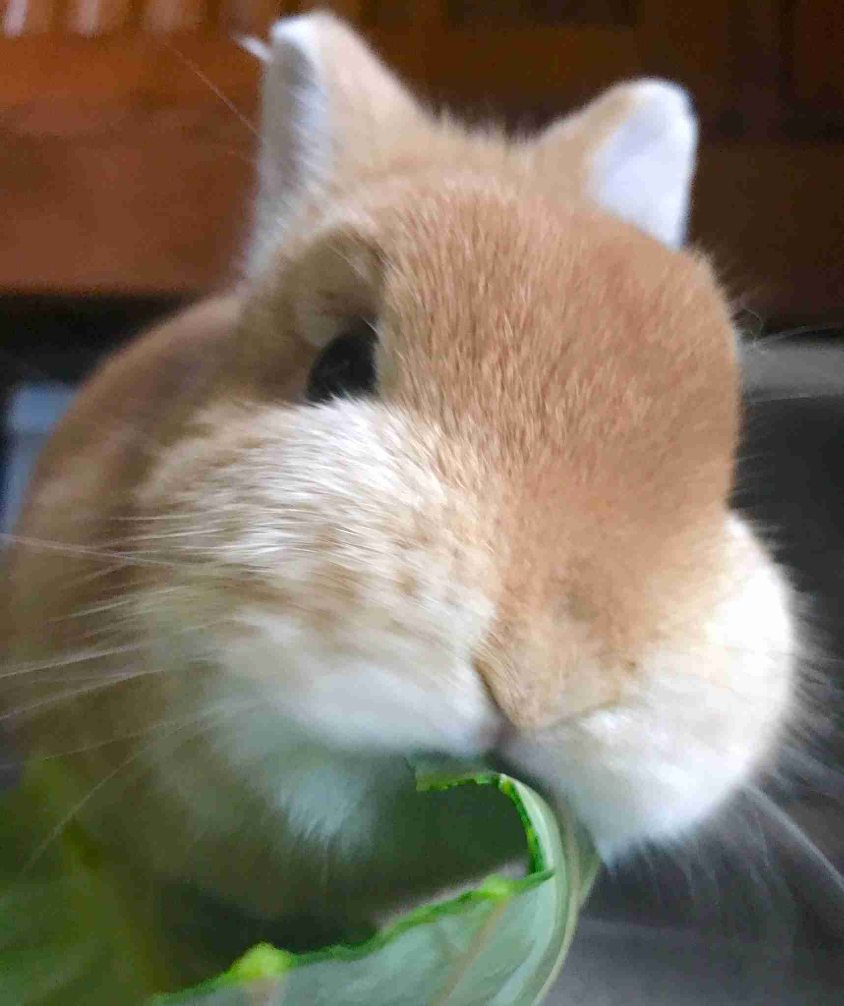 【今の気持ち】画像にセリフを付けて…