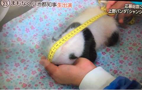 シャンシャン 上野動物園が公開した パンダ史上最も美しいひざカックン の動画が可愛すぎると話題 ガールズちゃんねる Girls Channel