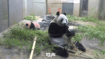 シャンシャン 上野動物園が公開した パンダ史上最も美しいひざカックン の動画が可愛すぎると話題 ガールズちゃんねる Girls Channel