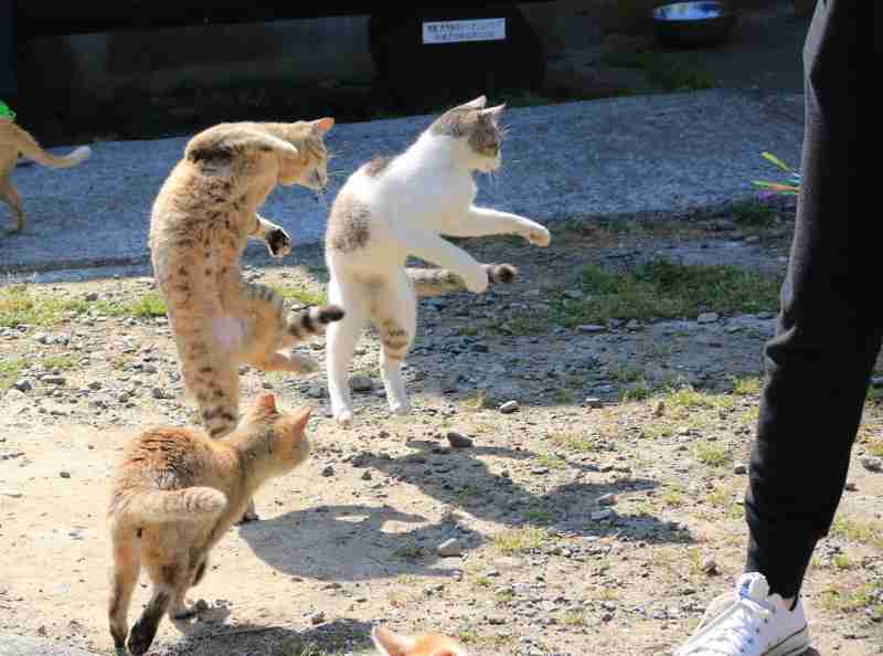 そろそろ春だぜぇ～スギちゃんみたいに喋るぜぇ～！【Part21】