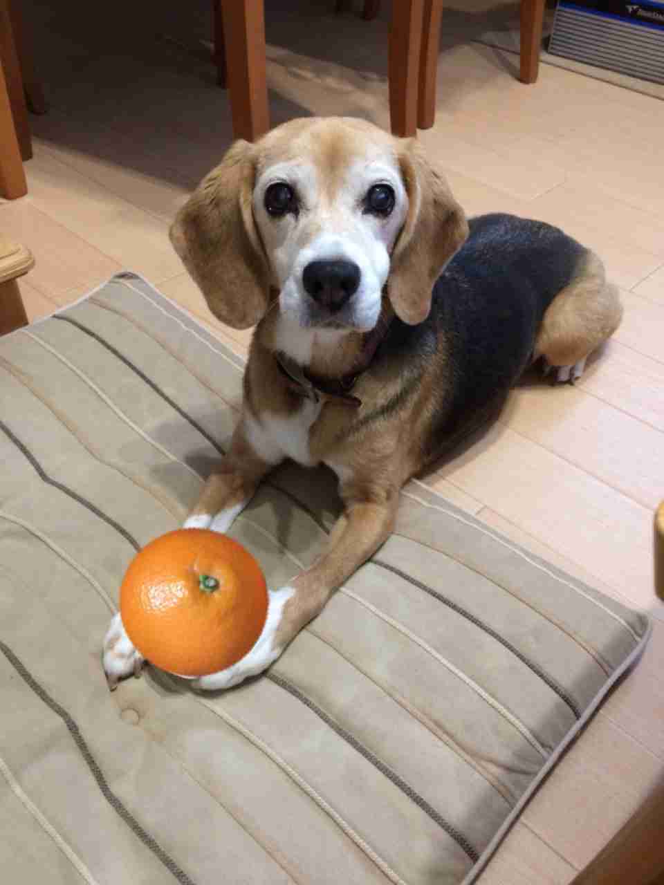 そろそろ春だぜぇ～スギちゃんみたいに喋るぜぇ～！【Part21】